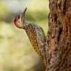 Datel zlatoocasy - Campethera abingoni - Golden-tailed Woodpecker o6073